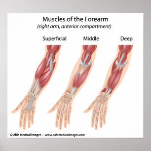 Affiches Forearm flexor muscles, medical drawing.