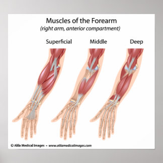 Affiches Forearm flexor muscles, medical drawing.