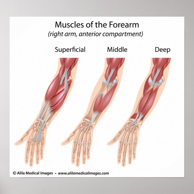 Affiches Forearm flexor muscles, medical drawing. (Devant)