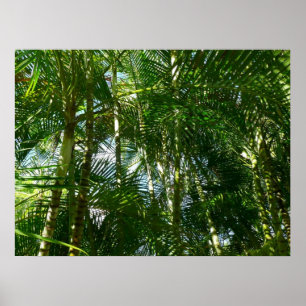 Affiches Forest of Palm Trees Tropical Nature
