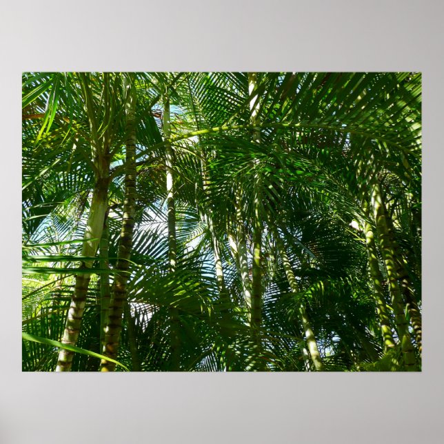 Affiches Forest of Palm Trees Tropical Nature (Devant)