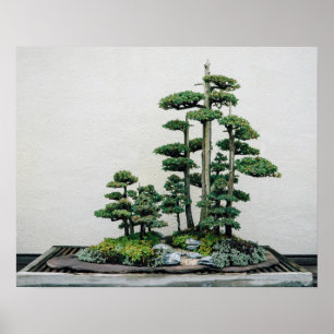 Affiches Forêt de genièvre de Bonsai