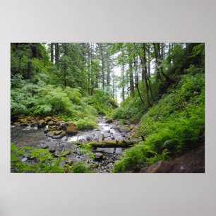 Affiches Forêt de l'Oregon