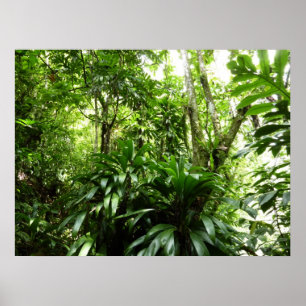 Affiches Forêt de pluie dominicaine I Nature verte tropical