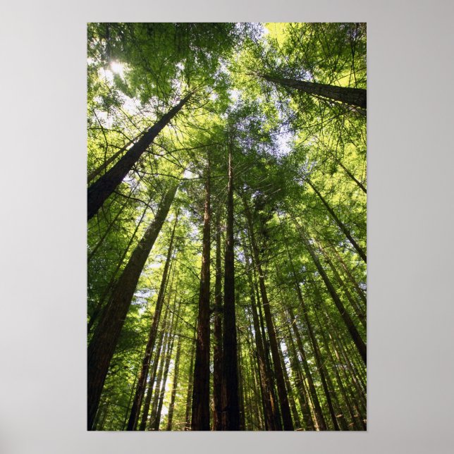 Affiches Forêt de séquoias, Rotorua, Nouvelle-Zélande (Devant)