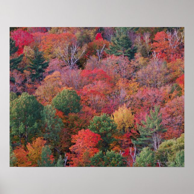 Affiches Forêt en automne avec feuillage d'automne. Algonqu (Devant)