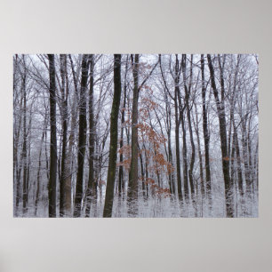 Affiches Forêt huppée neige paysage d'hiver Photographie