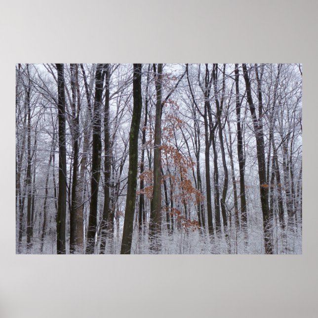 Affiches Forêt huppée neige paysage d'hiver Photographie (Devant)