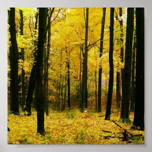 Affiches Forêt jaune d'automne (Devant)