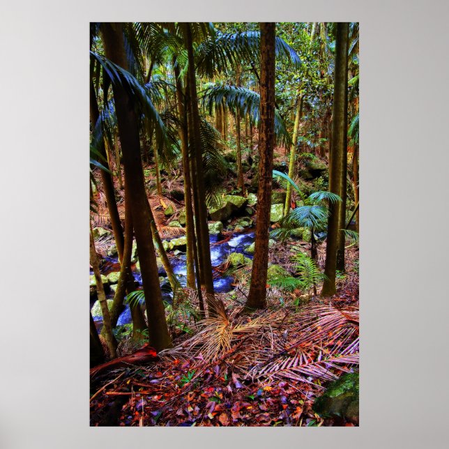 Affiches Forêt pluviale australienne (Devant)