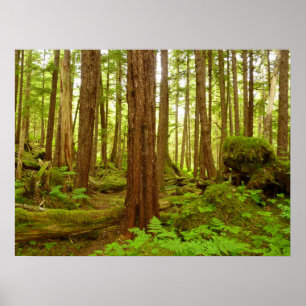 Affiches Forêt pluviale tempérée d'Alaska