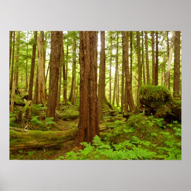 Affiches Forêt pluviale tempérée d'Alaska (Devant)