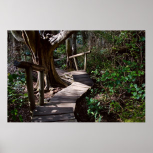 Affiches Forêt Rainforest Boardwalk with Steps Imprimer