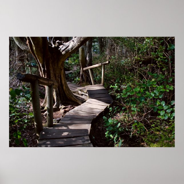 Affiches Forêt Rainforest Boardwalk with Steps Imprimer (Devant)