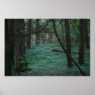 Affiches Forêt silencieuse
