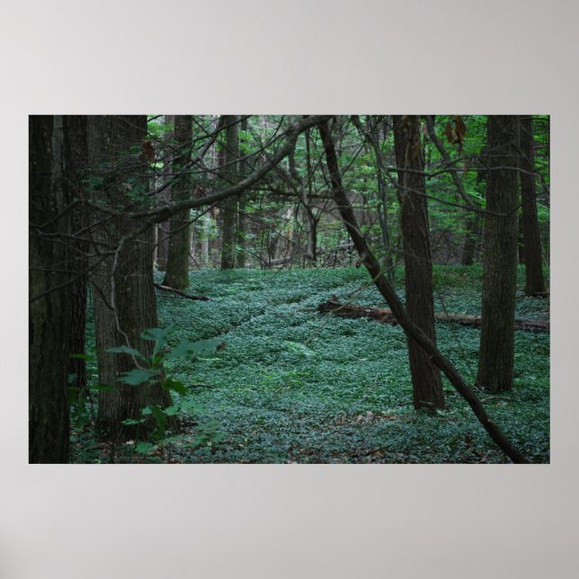 Affiches Forêt silencieuse (Devant)