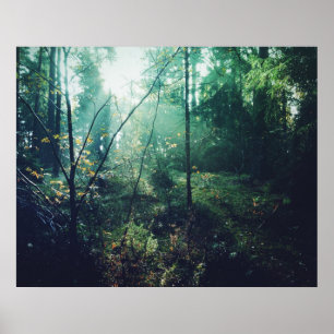 Affiches Forêt suédoise