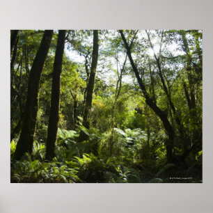 Affiches Forêt tropicale avec arbres et arbres couverts de