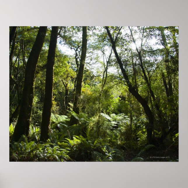 Affiches Forêt tropicale avec arbres et arbres couverts de  (Devant)