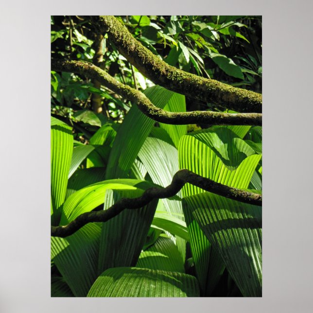 Affiches Forêt tropicale hawaïenne (Devant)