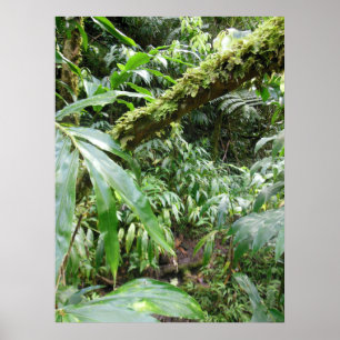 Affiches Forêt tropicale hawaïenne