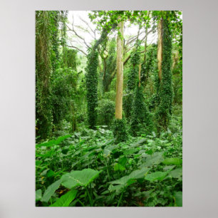 Affiches Forêt tropicale hawaïenne
