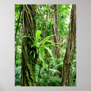 Affiches Forêt tropicale hawaïenne