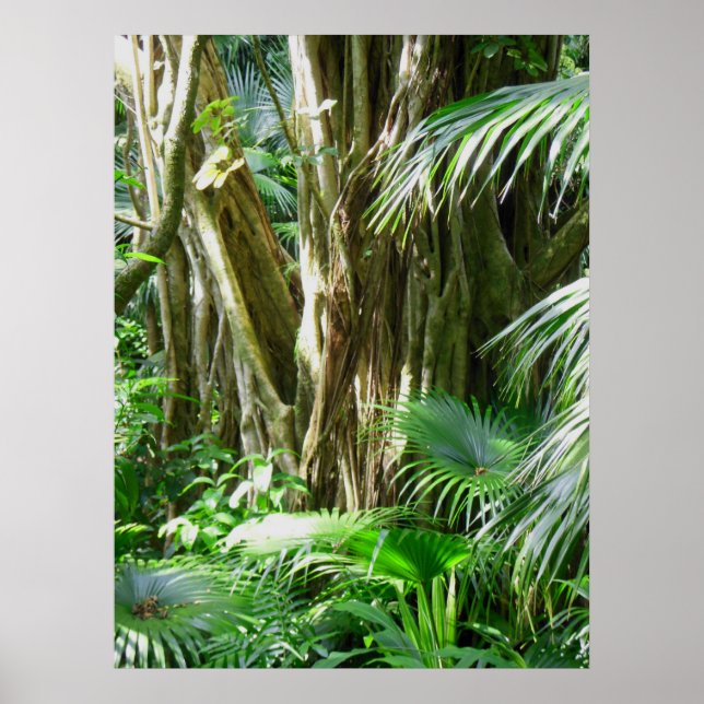 Affiches Forêt tropicale hawaïenne (Devant)