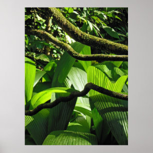 Affiches Forêt tropicale tropicale hawaïenne