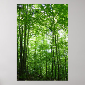 AFFICHES FORÊT VERMONT