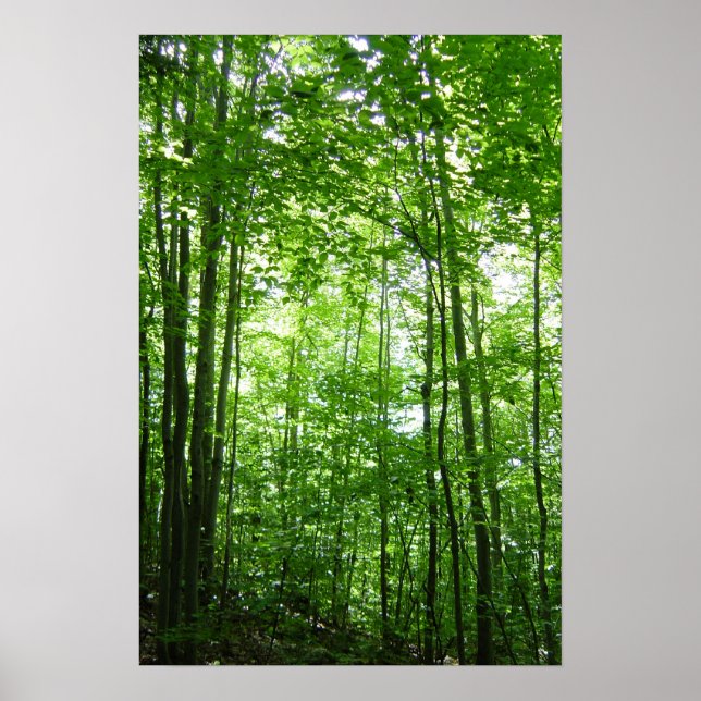 AFFICHES FORÊT VERMONT (Devant)