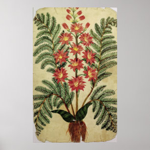 Affiches Fougère avec les fleurs rouges et jaunes
