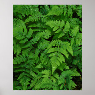 Affiches Fougère bracken avec gouttes de pluie, État de Was
