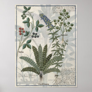 Affiches Fougères, mûres et fleurs
