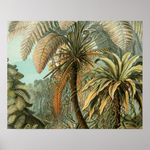 Affiches Fougères Palmier Antique Botanique Fougères Art