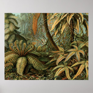 Affiches Fougères Palmier Antique Botanique Fougères Art