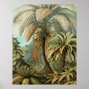 Affiches Fougères Palmier Antique Botanique Fougères Art