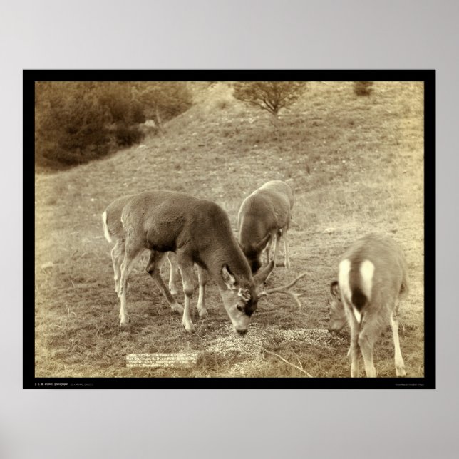 Affiches Four Deer Eating in Hot Springs SD 1891 (Devant)