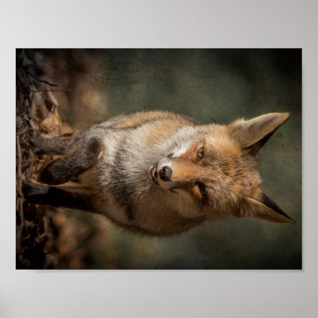 Affiches Fox (Devant)