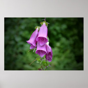 Affiches Foxglove Down Light