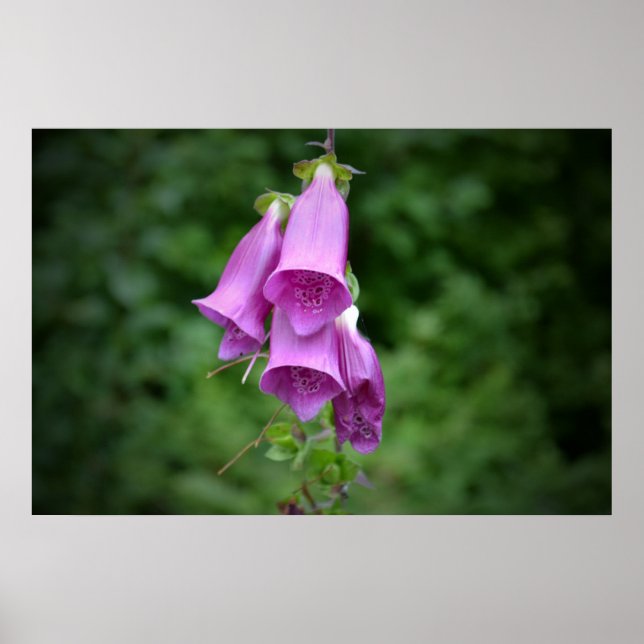 Affiches Foxglove Down Light (Devant)