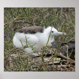 Affiches Fragata (frigate bird) chick, Isla Seymour, Galapa