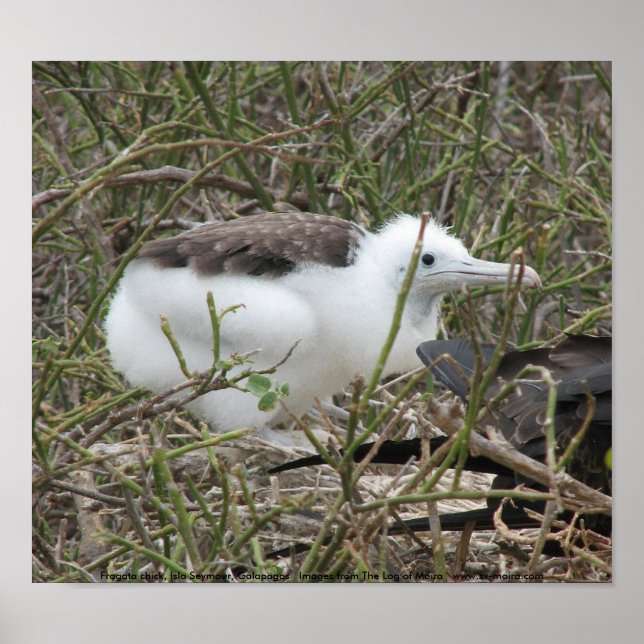 Affiches Fragata (frigate bird) chick, Isla Seymour, Galapa (Devant)