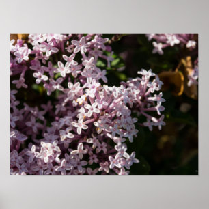 Affiches Fragrant Lilac