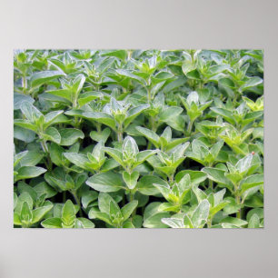 Affiches Fragrant Oregano