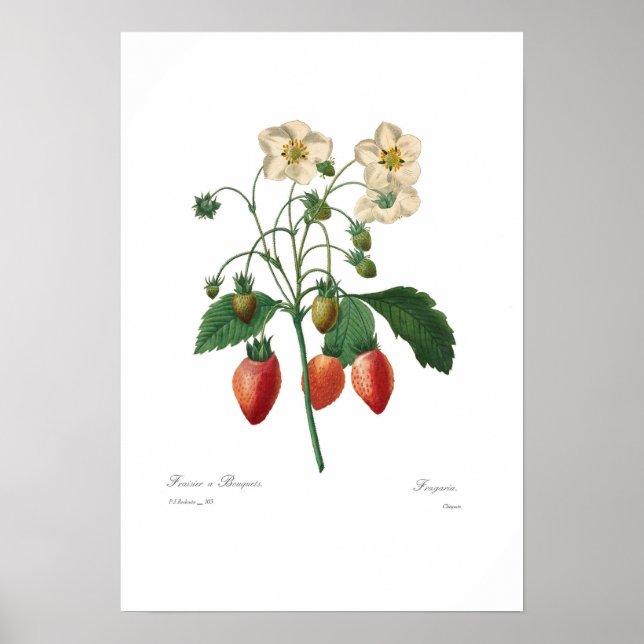 Affiches Fraise (Devant)