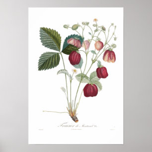 Affiches Fraise, Fraisier de Montreuil