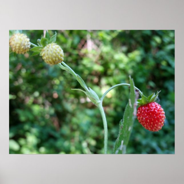Affiches Fraises en juin (Devant)