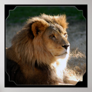 Affiches Fram Lion-6775e11x11africaine
