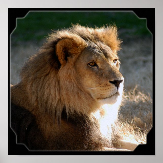 Affiches Fram Lion-6775e11x11africaine (Devant)